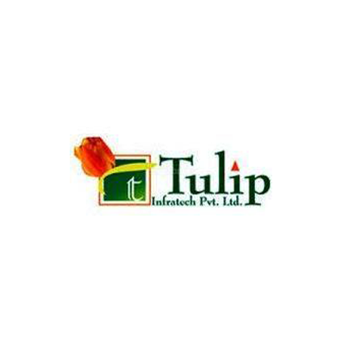 tulip